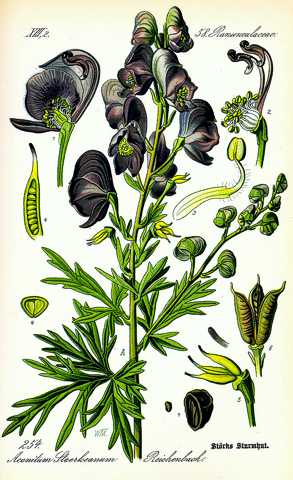 Aconitum drawing Aconitum drawing